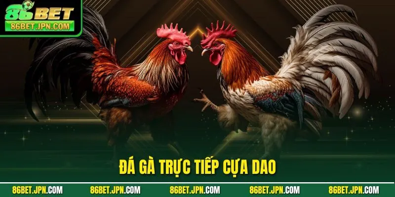 đá gà trực tiếp cựa dao